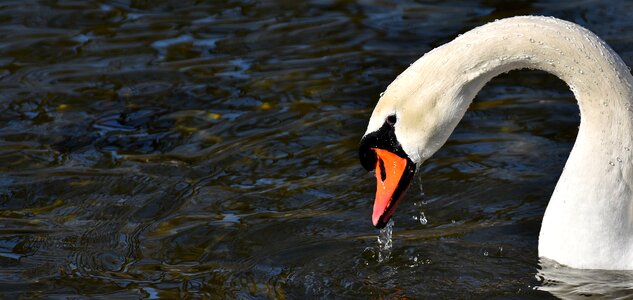 Poultry plumage birds photo