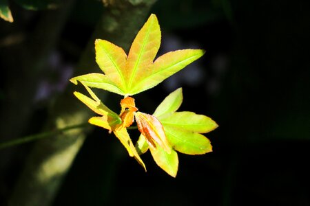 Outdoor kinds of food tree photo