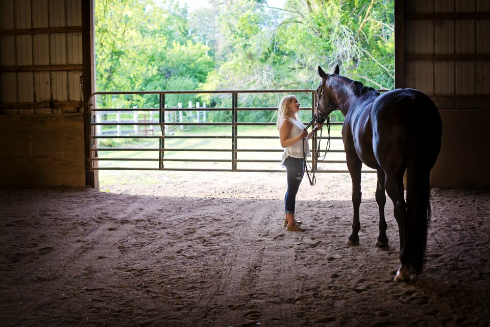 Animal equine equestrian
