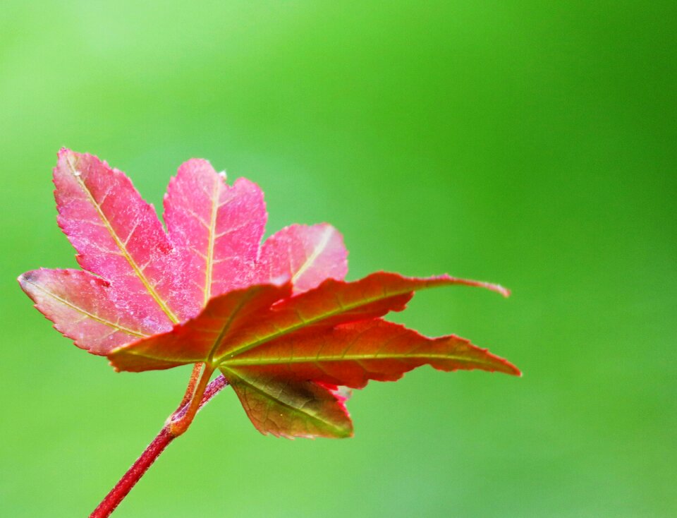 Light autumn garden