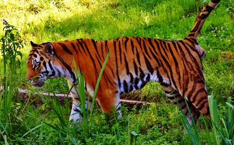 Beautiful dangerous big cat