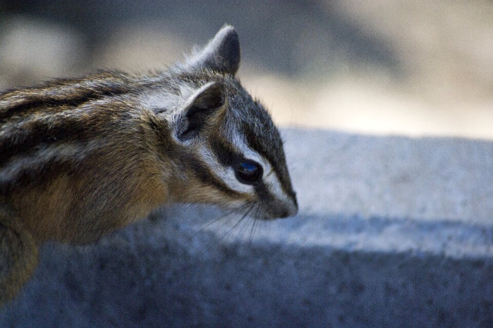 Rodent small creature