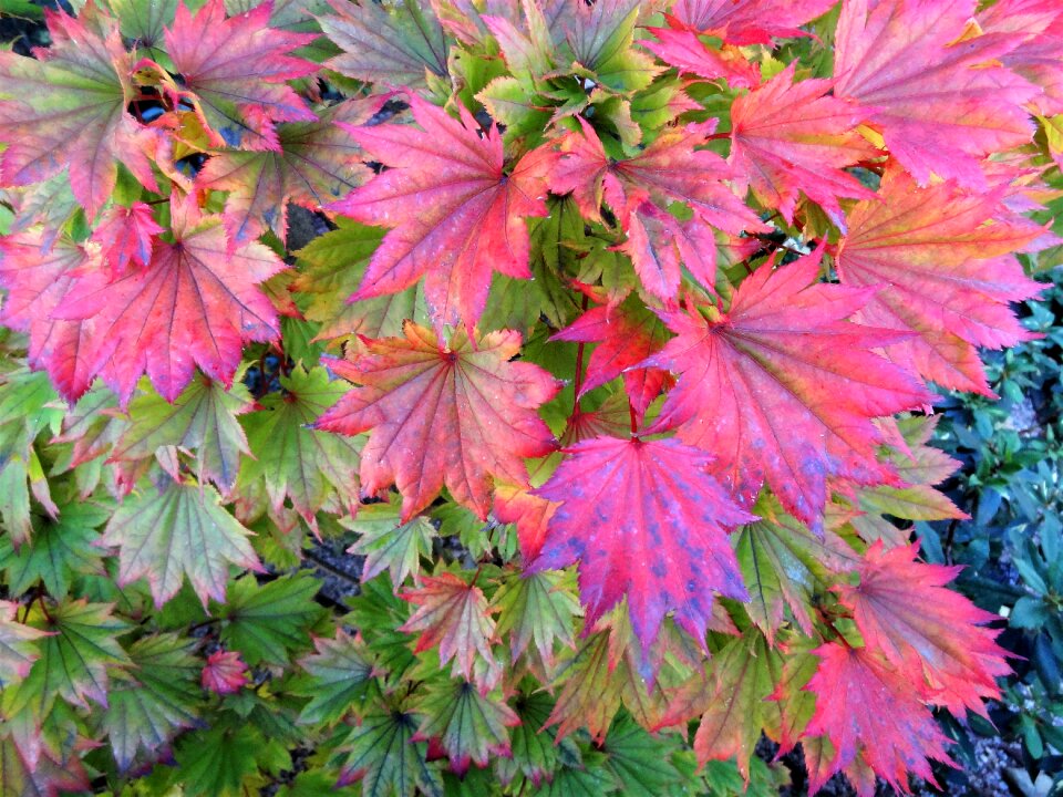 Colors nature shrubs
