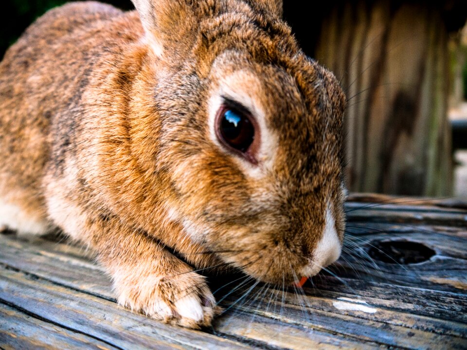 Pet animal brown rabbit