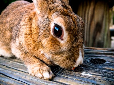 Pet animal brown rabbit photo