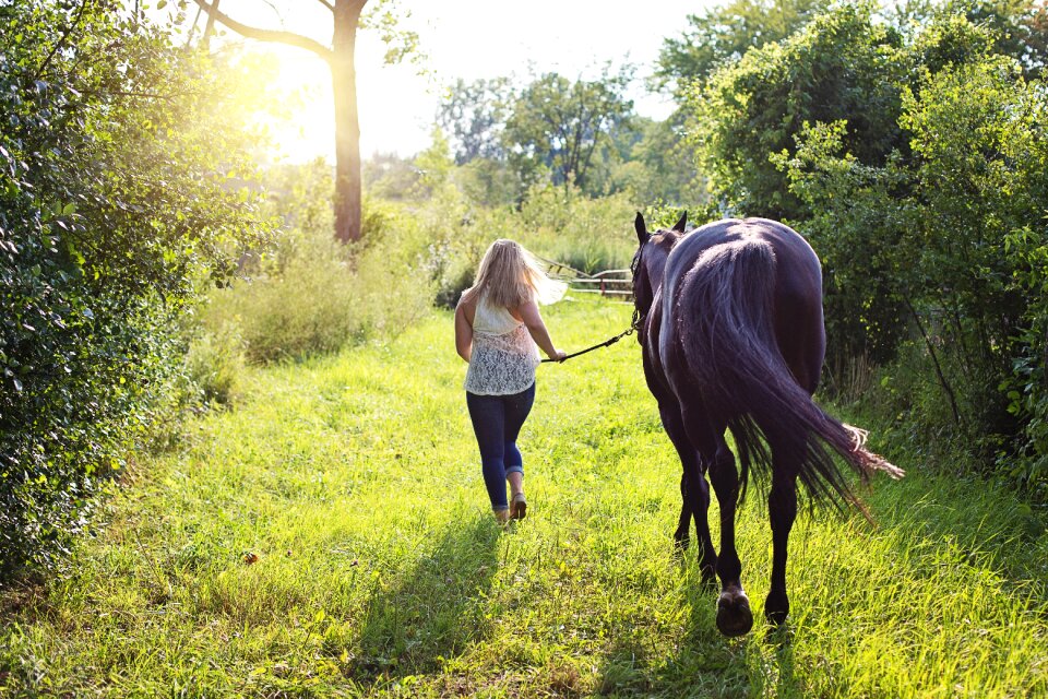 Animal equine equestrian