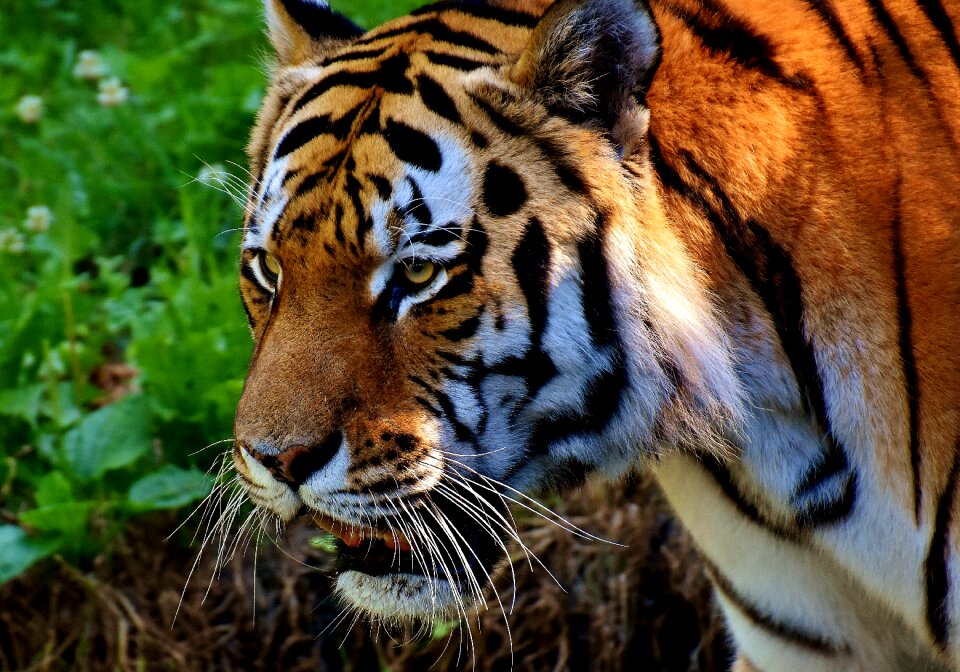 Beautiful dangerous big cat