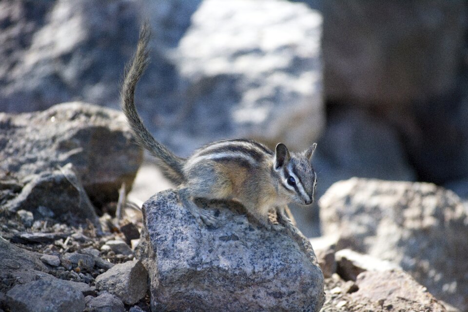 Rodent squirrel forest