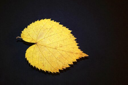 Black background single gold