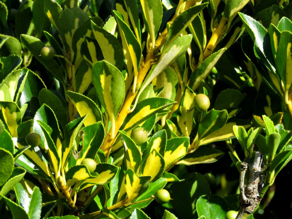 Flowers buds plants