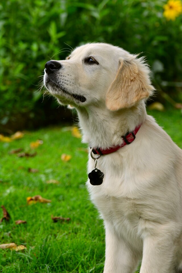 Young animal dog portrait retriever