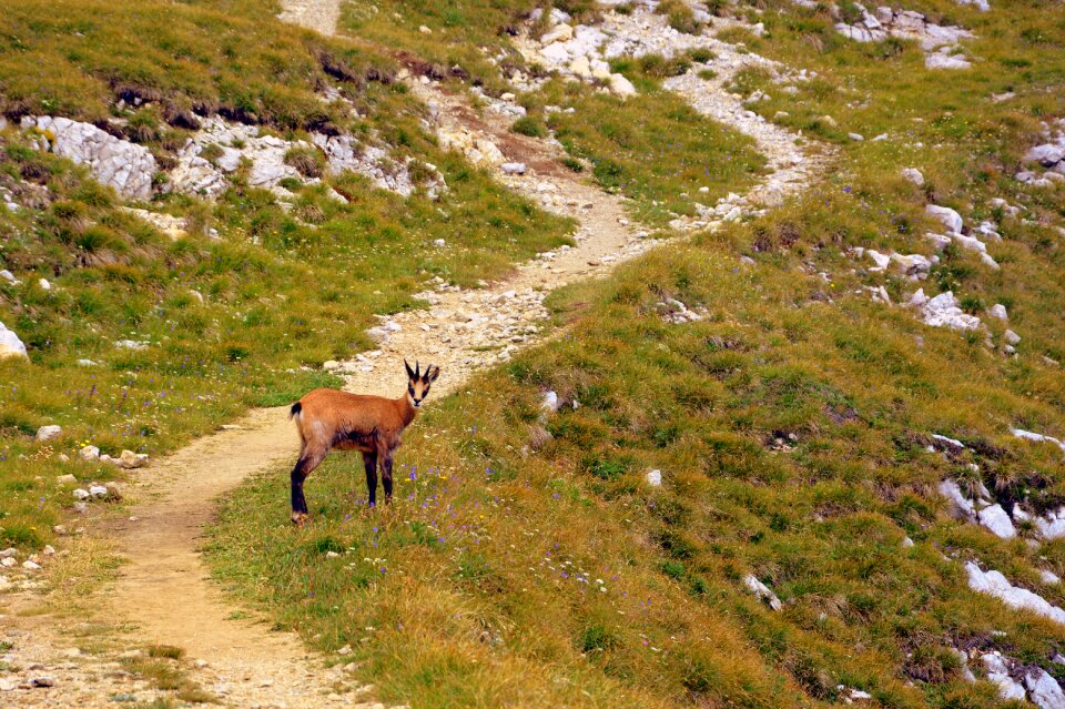 Pasubio italy animal