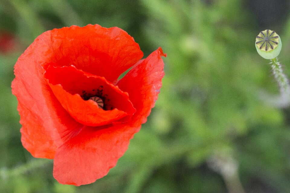 Flower red flower nature