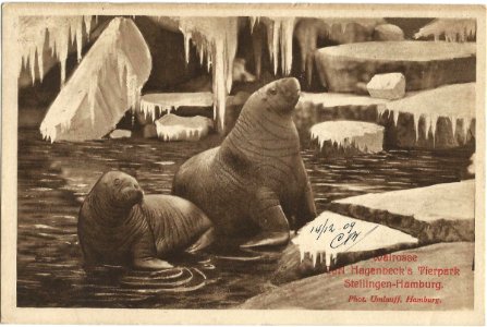 19091214 hamburg hagenbeck's tierpark walrosse