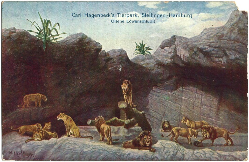 19091216 hamburg hagenbeck's tierpark lowenschlucht