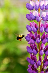 Wings insect purple