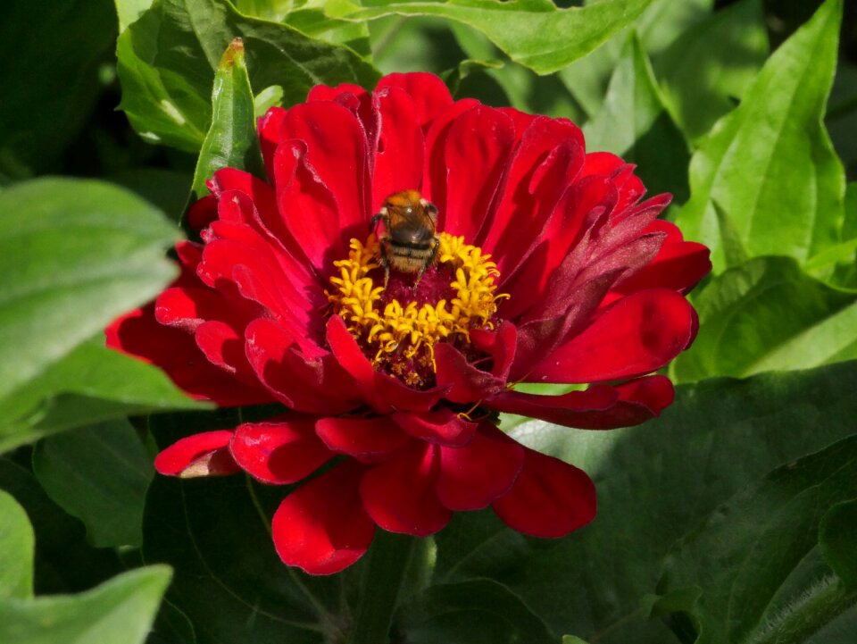 Close up plant pollen