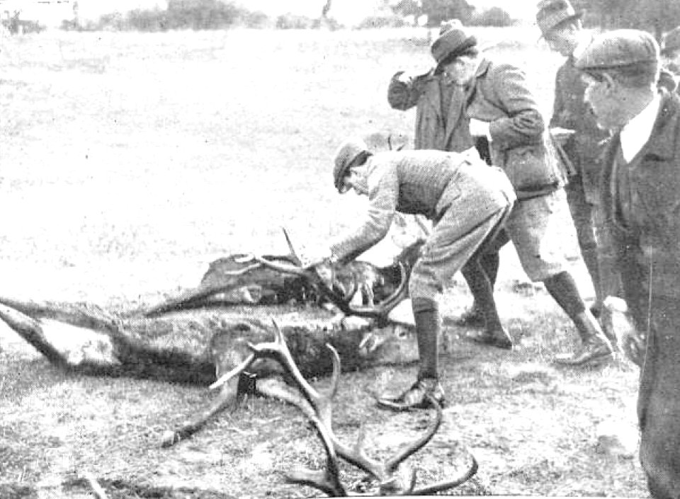 1910-01-27, Actualidades, Cacería regia en El Pardo, Goñi (cropped) El rey examinando una de las reses muertas