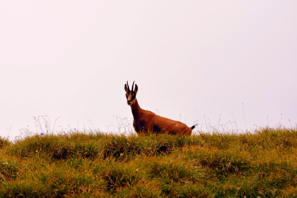 Pasubio italy animal