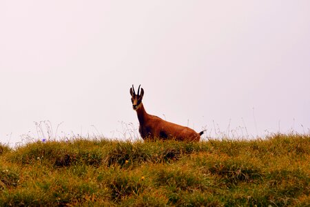 Pasubio italy animal