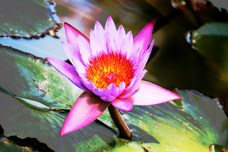 Pond leaf water lilies
