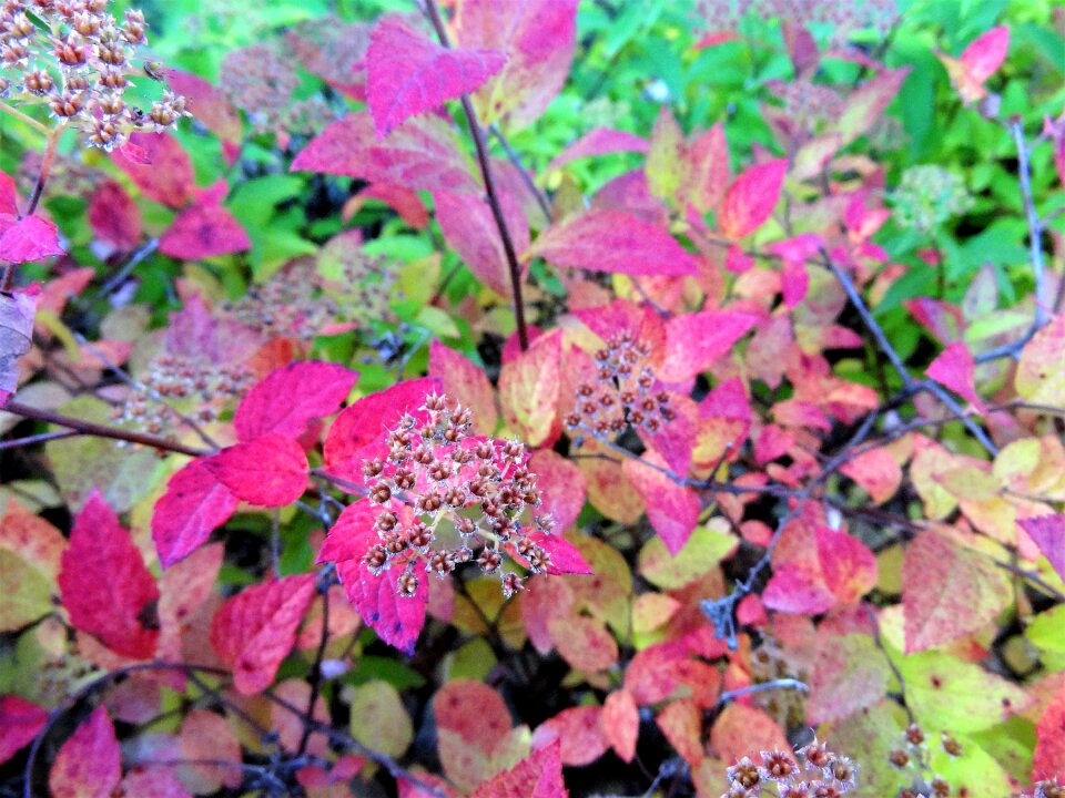 Bush autumn colors leaves