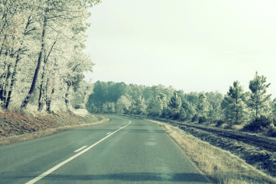Rural trees country