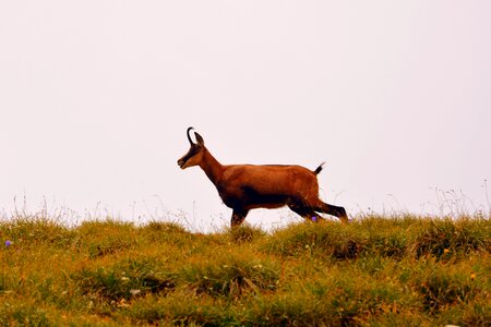 Pasubio italy animal