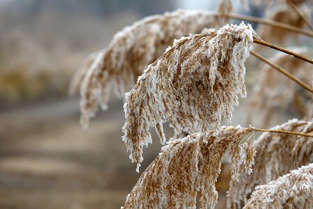 Frost hoarfrost plant photo