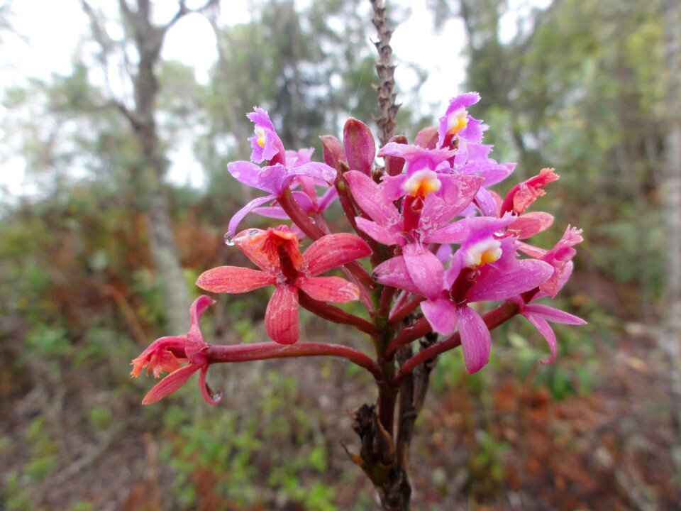 Flower forest wilderness