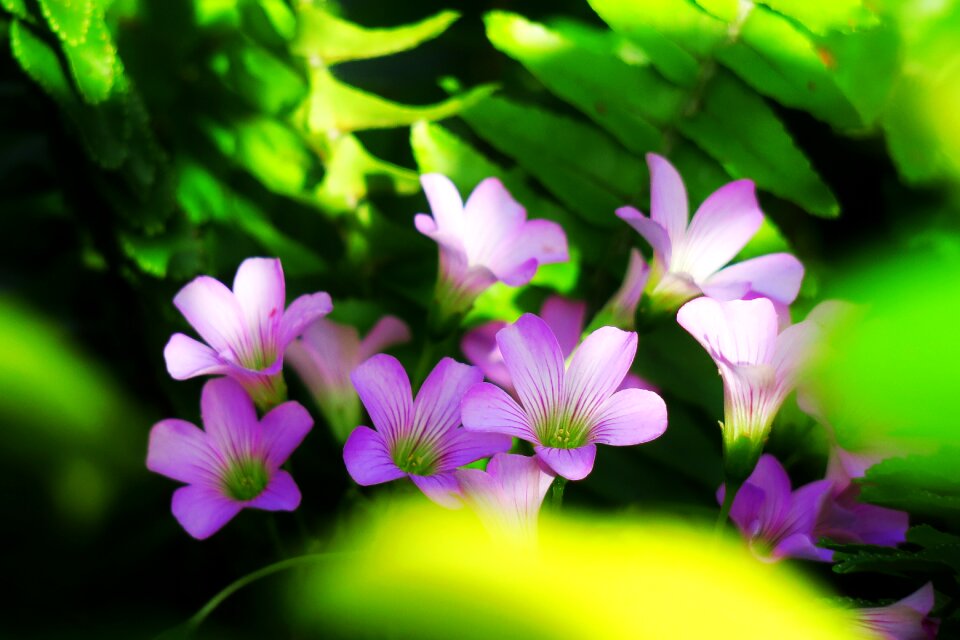 Wild flowers wild nature