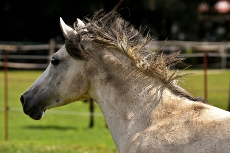 Fun funny waving mane