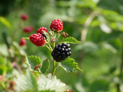 Fresh berries fruit