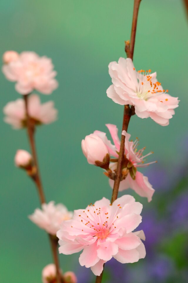 Nature leaf petal photo