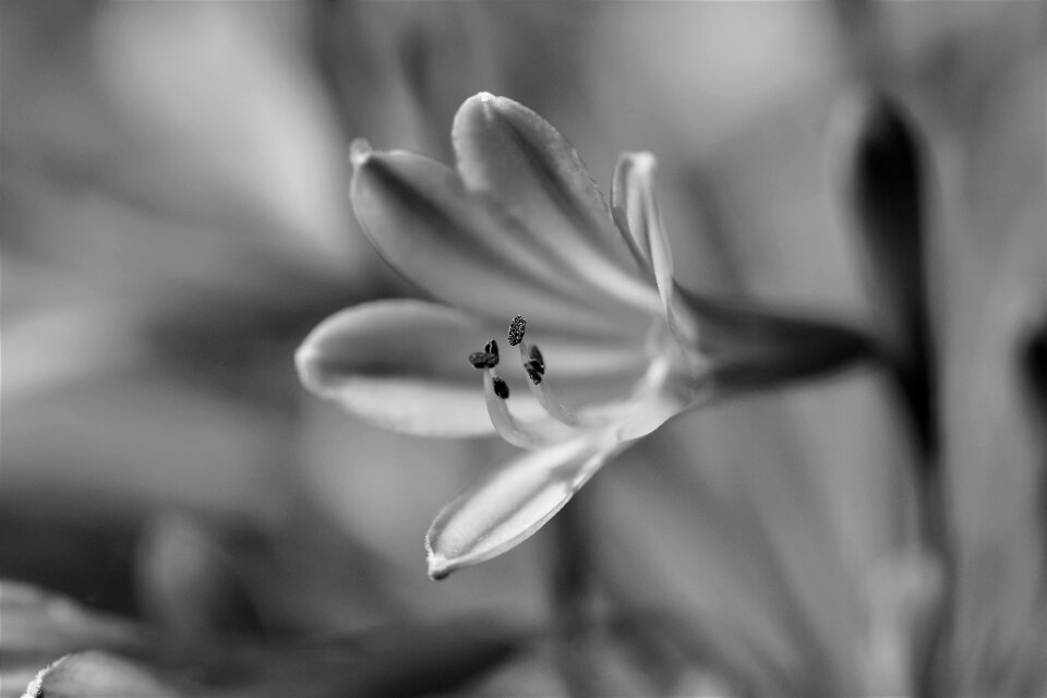 Bloom nature white