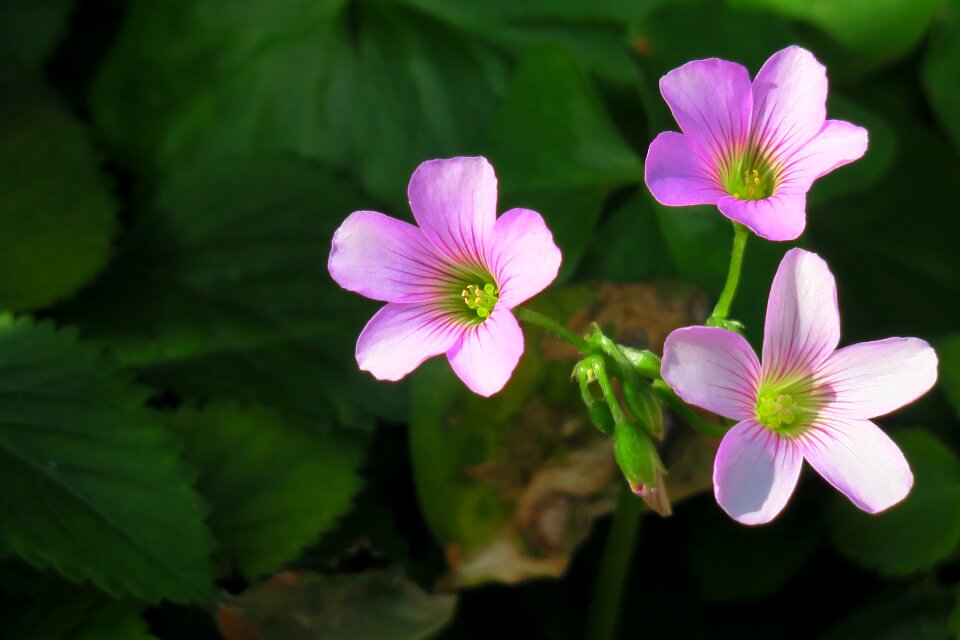 Wild flowers wild nature