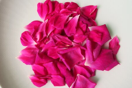 Chinese rose rose petal photo