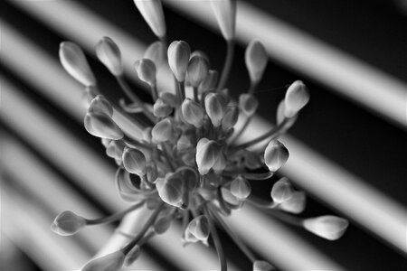 Bloom nature white