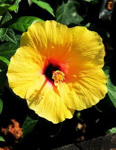 Garden hibiscus beautiful