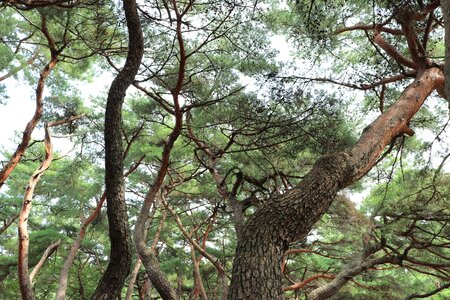 Pine tree nature natural