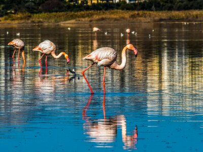 Animal water nature