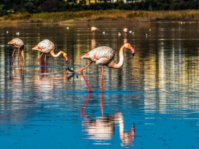 Animal water nature photo