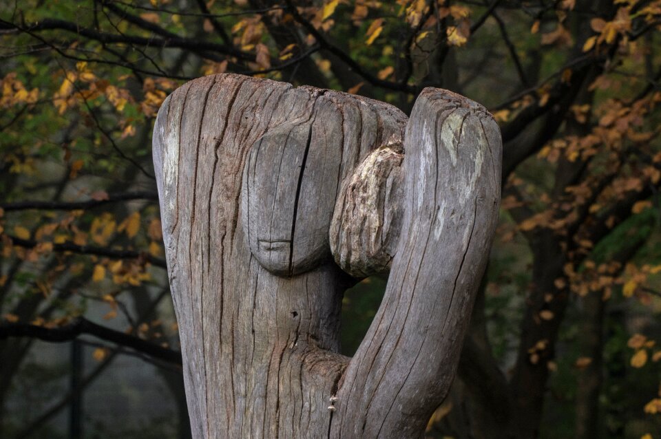 Old weathered woods