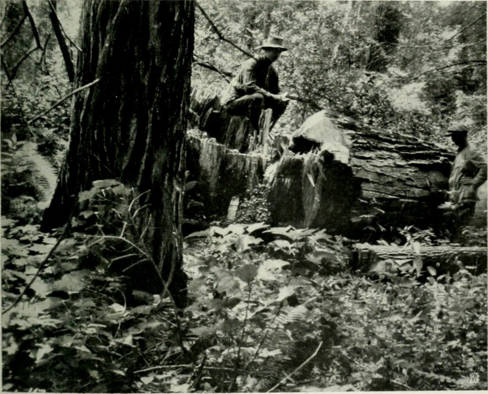 OLSEN(1915) Norske Sibirieskspeditions reise, 1914 - Pict 03 (14598347519)