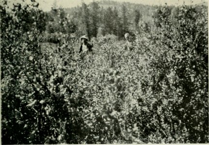 OLSEN(1915) Norske Sibirieskspeditions reise, 1914 - Pict 16 (14598496717)