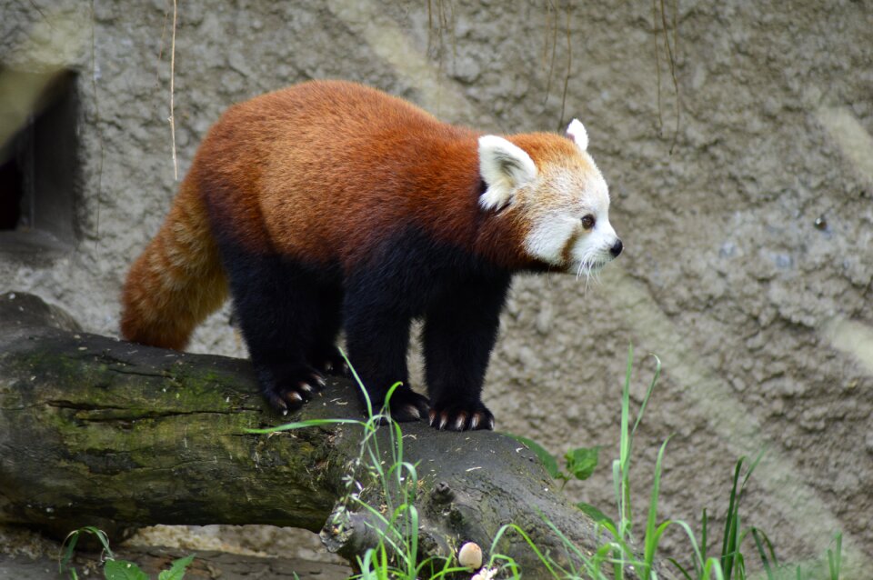 Animal red panda zoo