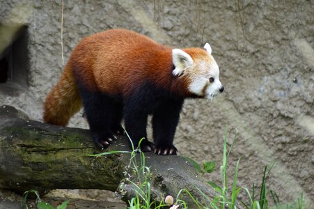 Animal red panda zoo
