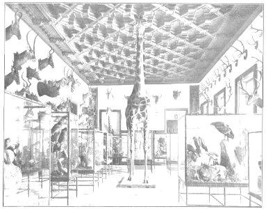 1914-03-14, La Esfera, Palacio de los Duques de Medinaceli, museo cinegético, Campúa