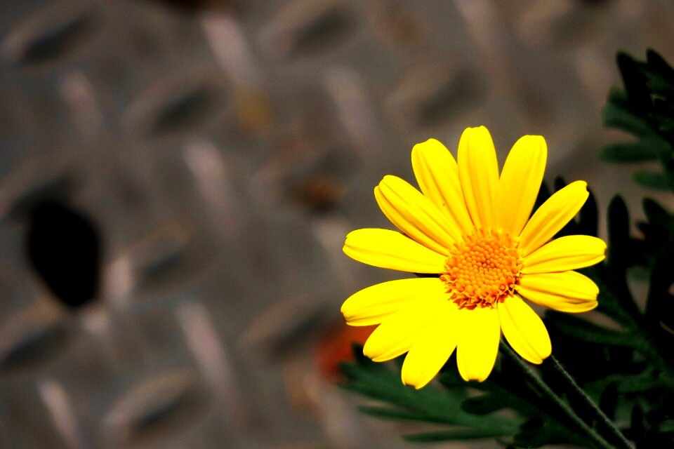 Orange yellow flower yellow flowers