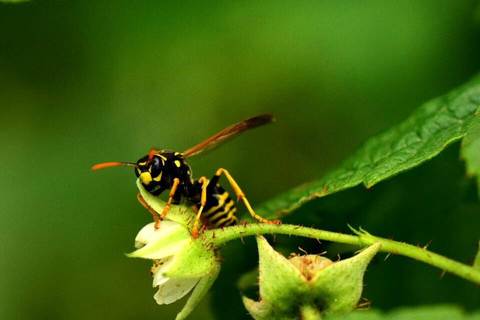 Insect yellow black